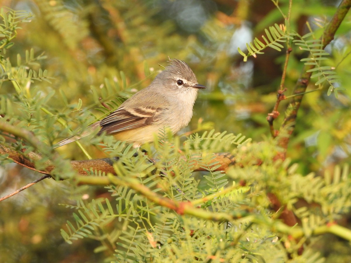 White-crested Tyrannulet - ML616691040