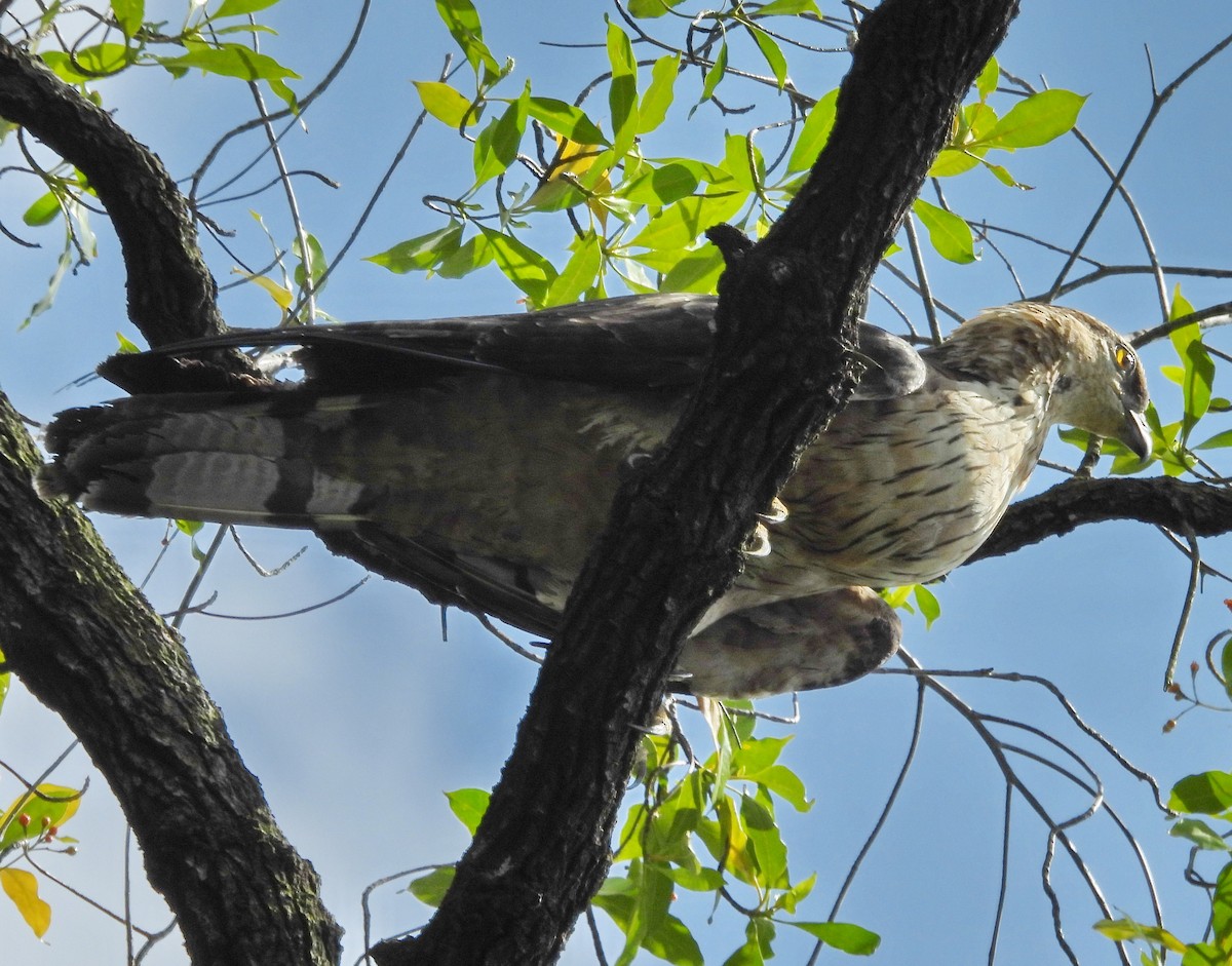 Changeable Hawk-Eagle - Barbara Dye