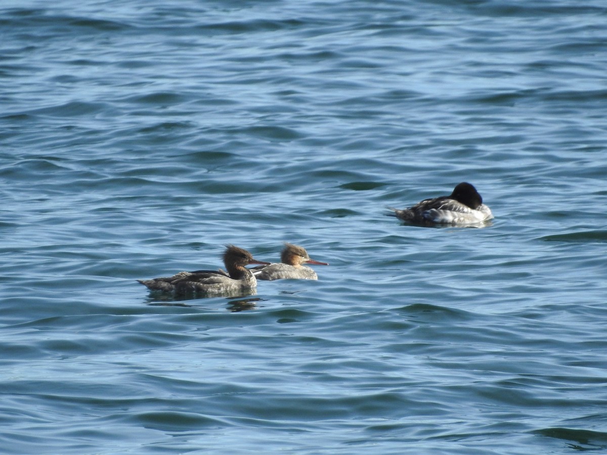 Red-breasted Merganser - ML616691069