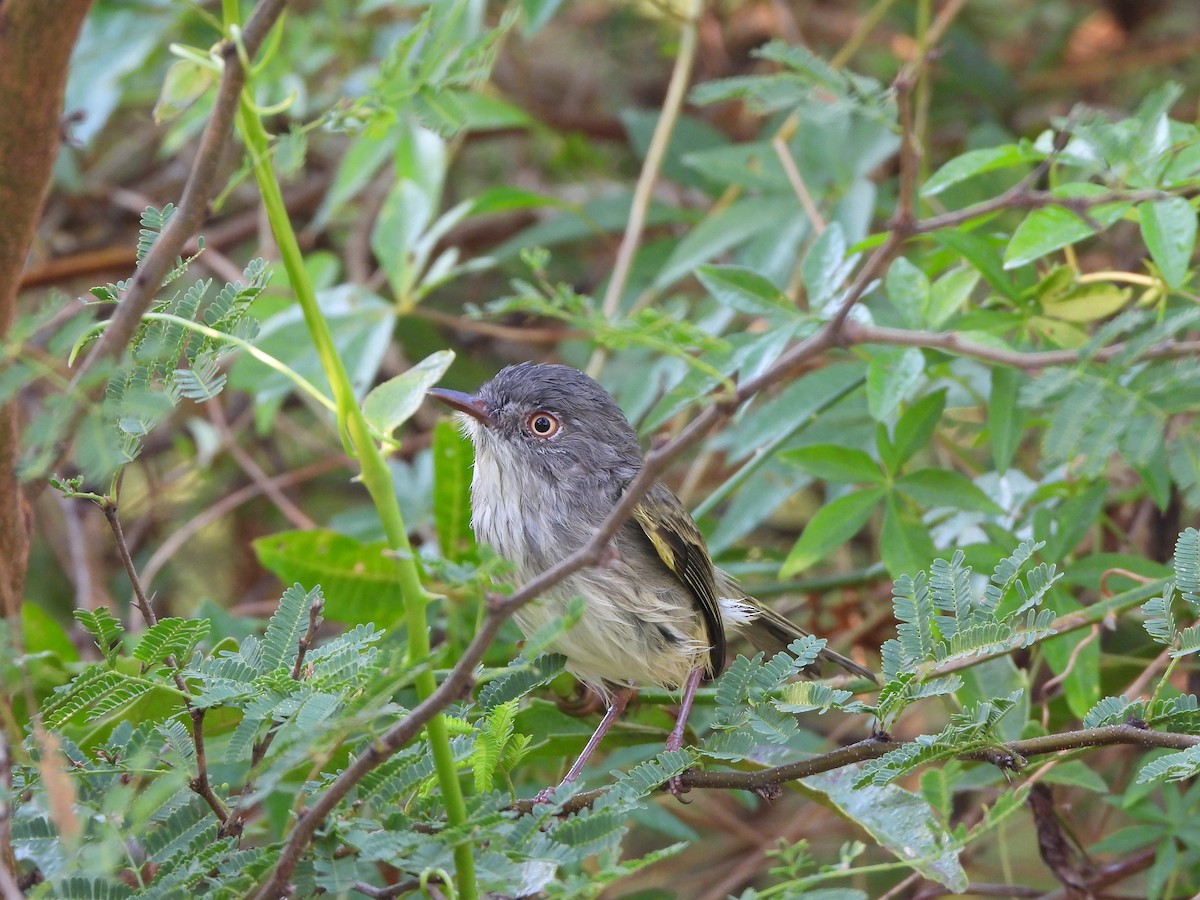 Pearly-vented Tody-Tyrant - ML616691075