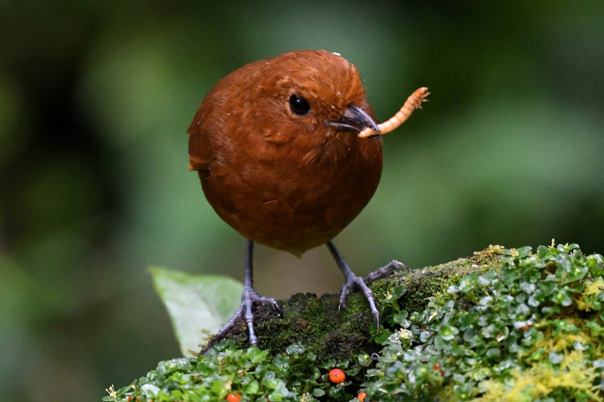 Chami Antpitta - Jerry Chen