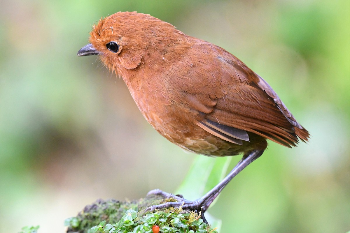 Chami Antpitta - Jerry Chen