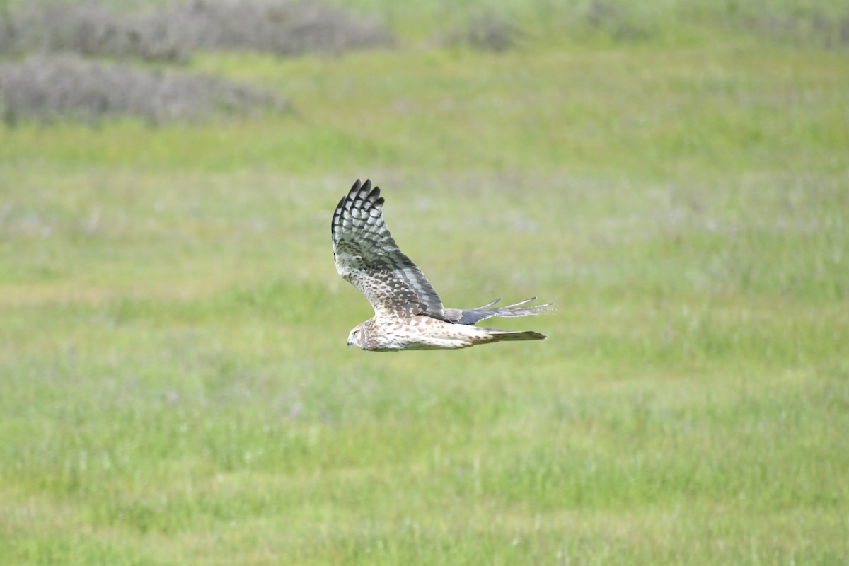 Northern Harrier - Eli Gross