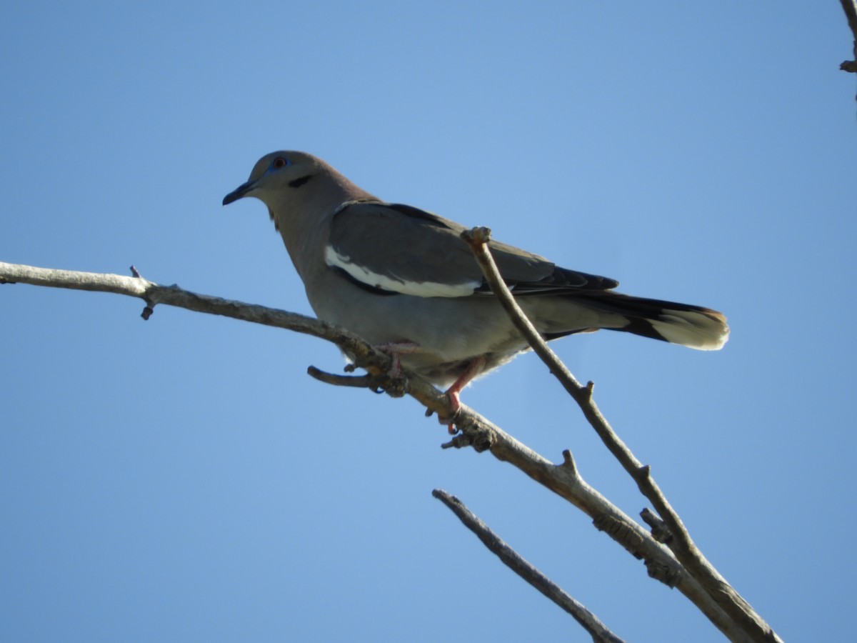 White-winged Dove - ML616691149