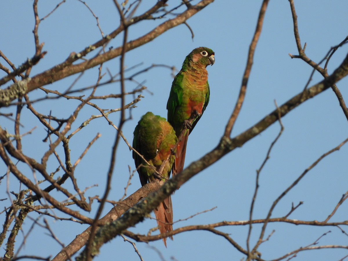 Conure de Vieillot - ML616691150