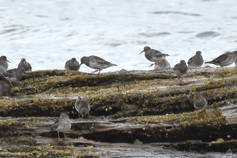 Purple Sandpiper - Blair Whyte