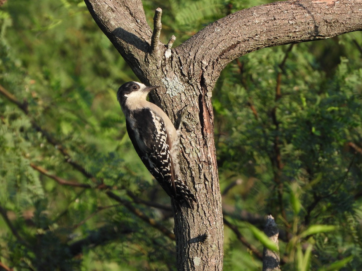 White-fronted Woodpecker - Haydee Huwel