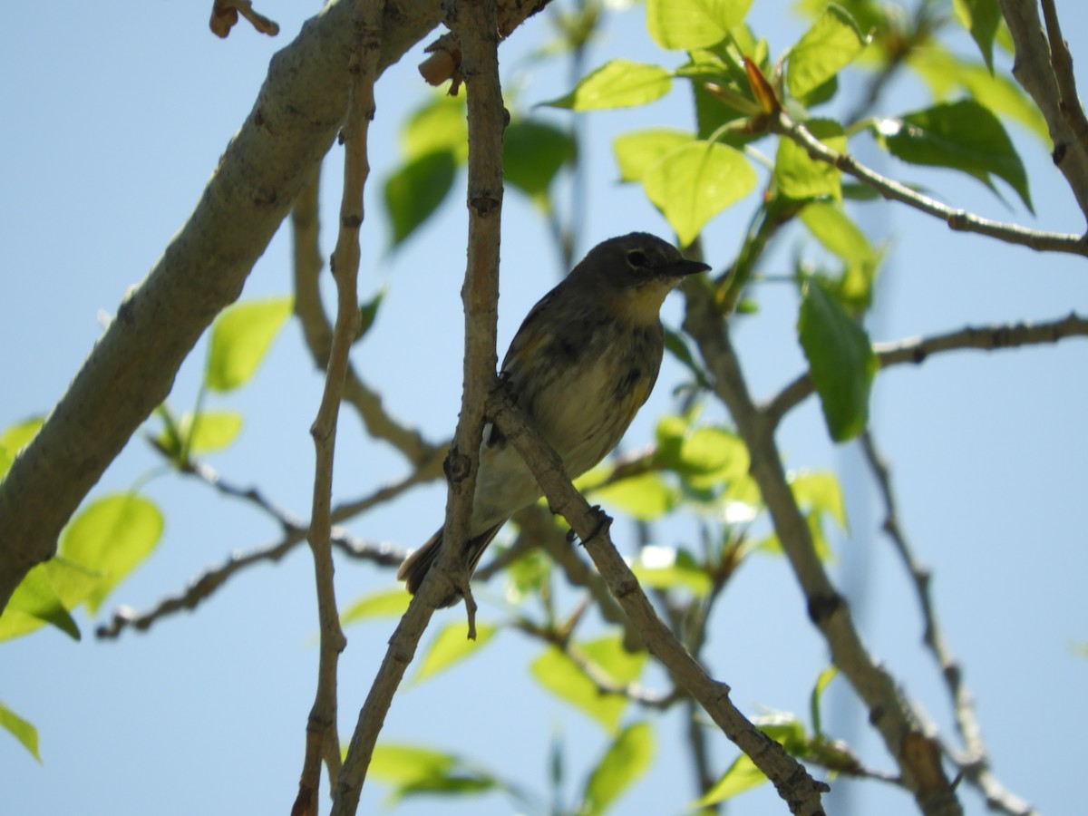Yellow-rumped Warbler (Audubon's) - ML616691239