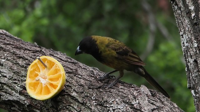 Crimson-collared Grosbeak - ML616691256