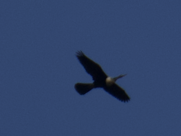 Anhinga - ML616691275