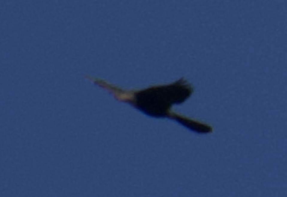 Anhinga - ML616691276