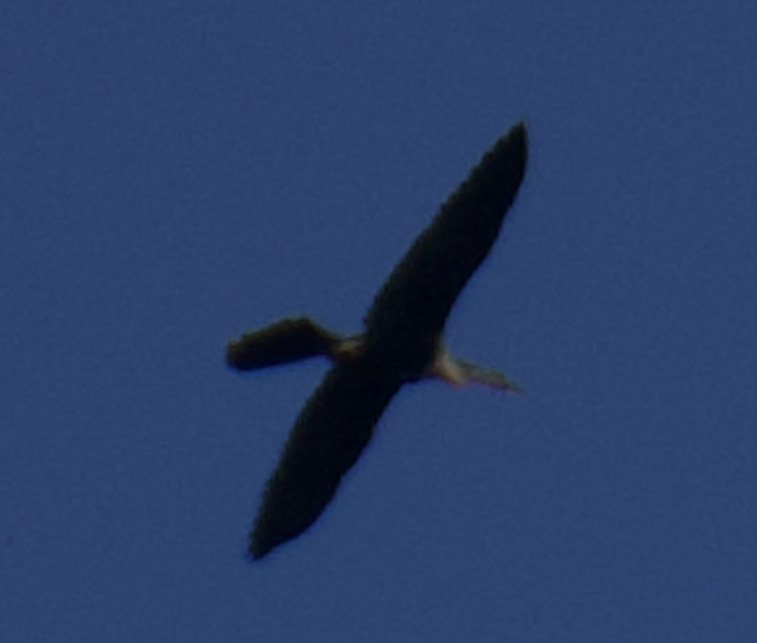 Anhinga - ML616691277