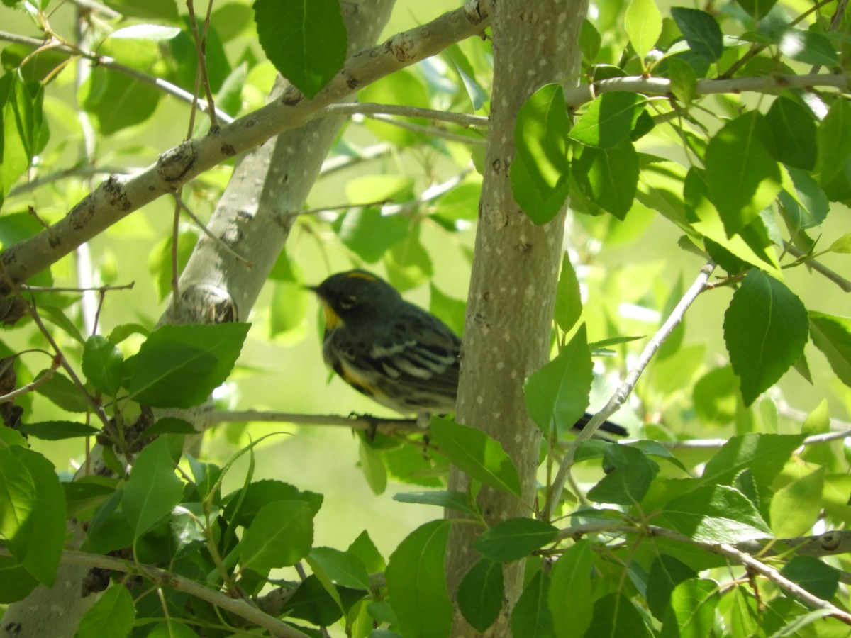 Yellow-rumped Warbler (Audubon's) - ML616691293