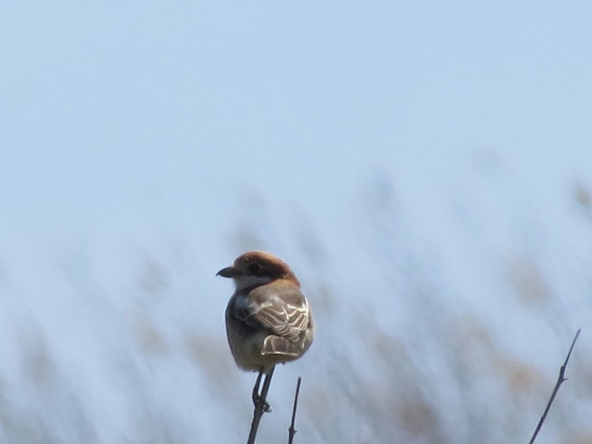 Woodchat Shrike - ML616691294