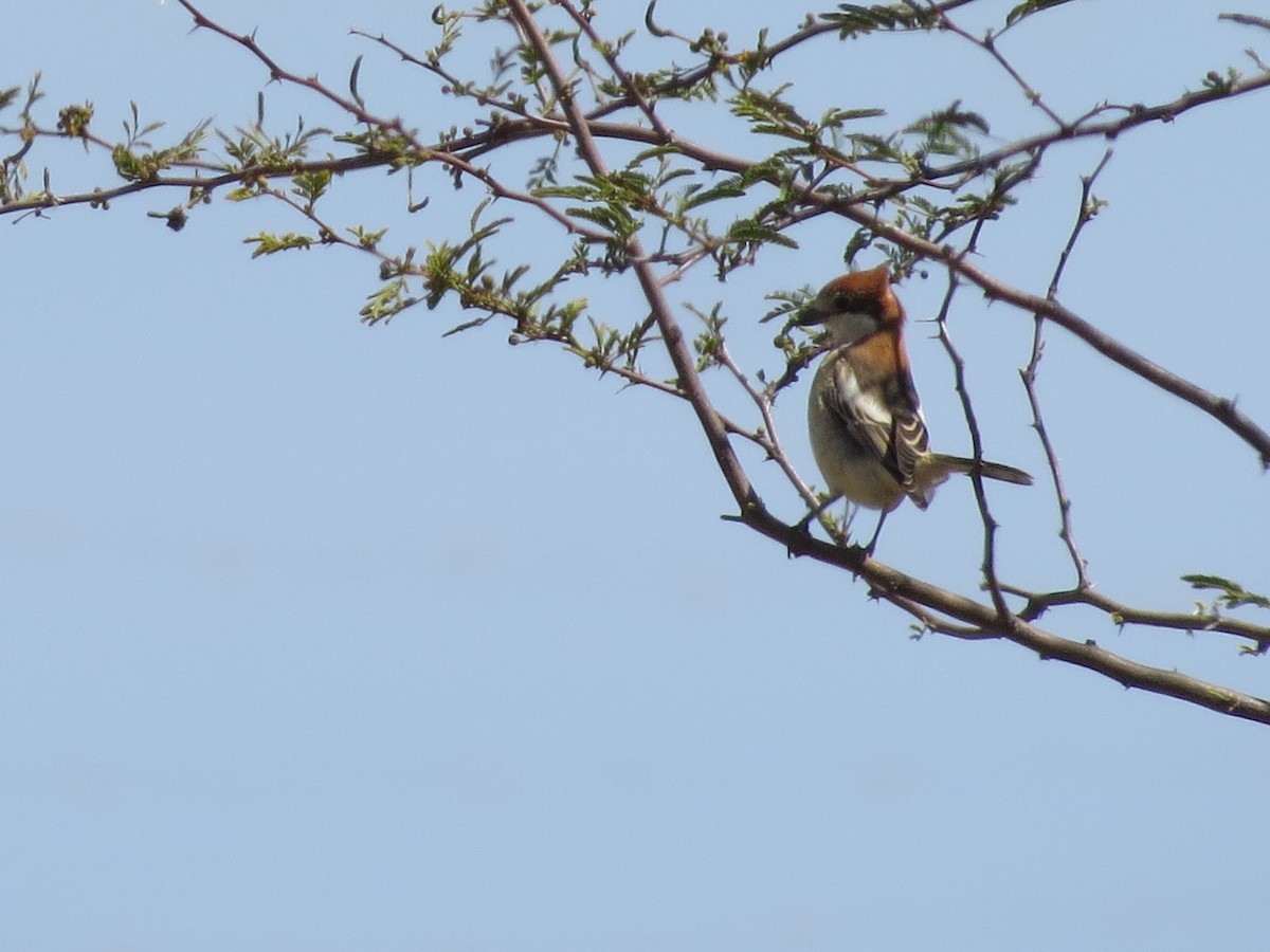 Woodchat Shrike - ML616691298