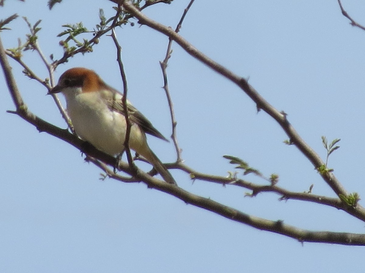 Woodchat Shrike - ML616691300