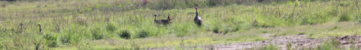 Wild Turkey - Gregory Hamlin