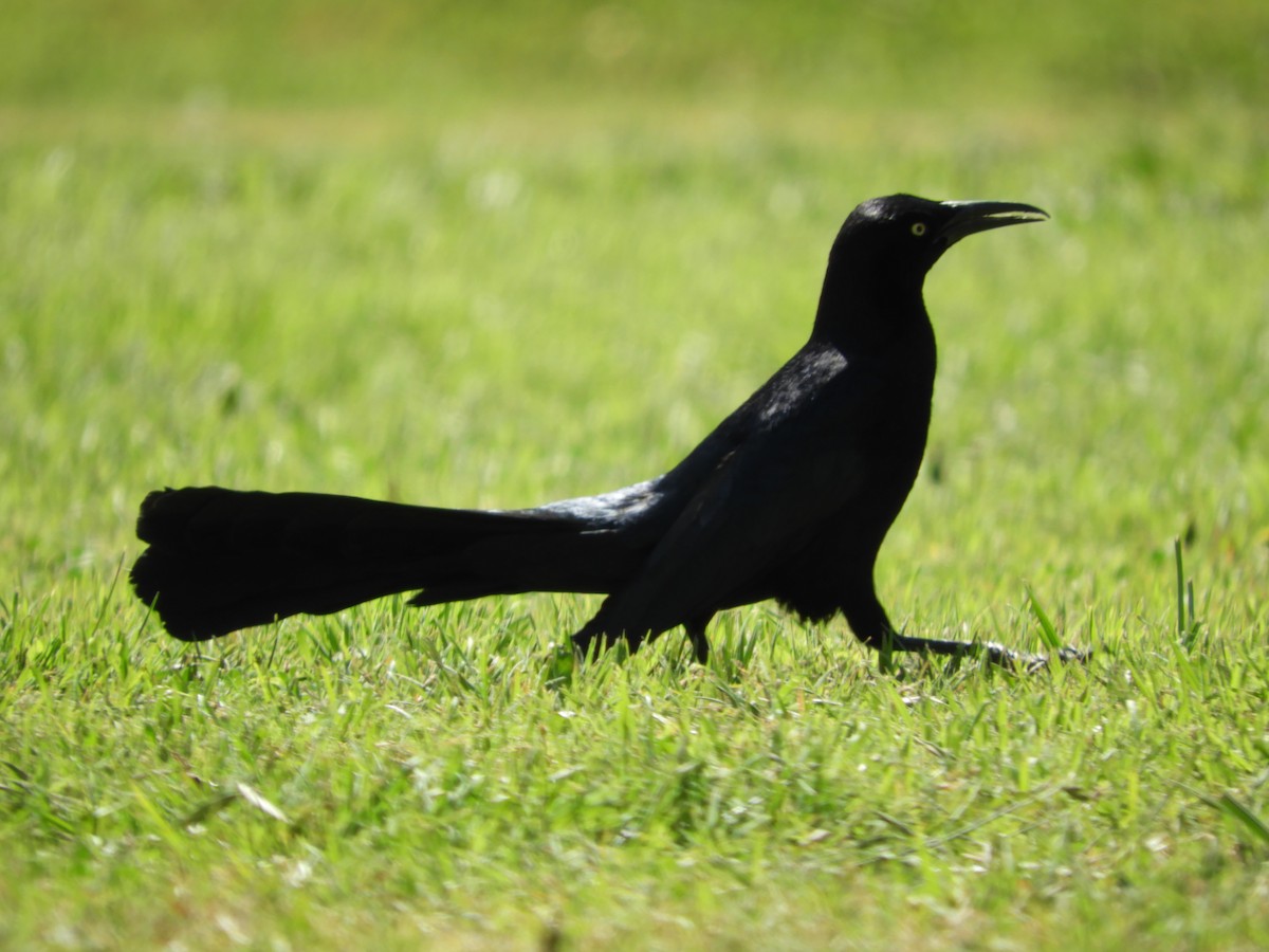 Great-tailed Grackle - ML616691348