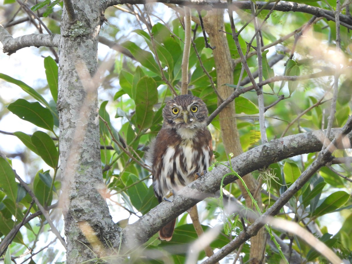 Ferruginous Pygmy-Owl - Haydee Huwel