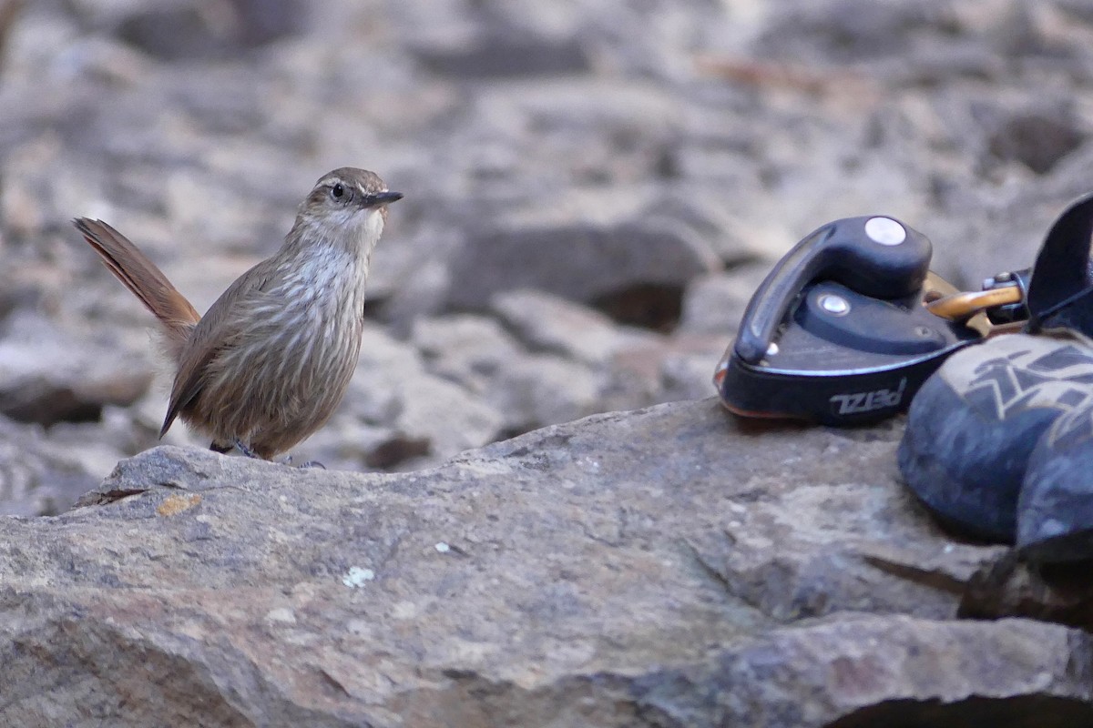 Band-tailed Earthcreeper - amy pickering