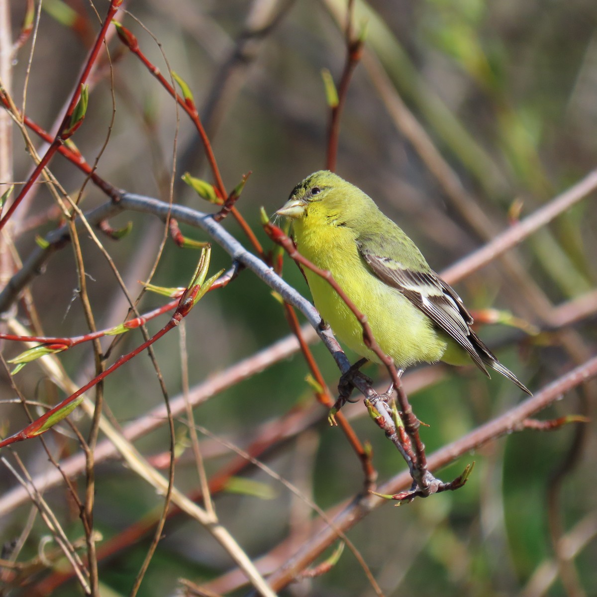 Lesser Goldfinch - ML616691460