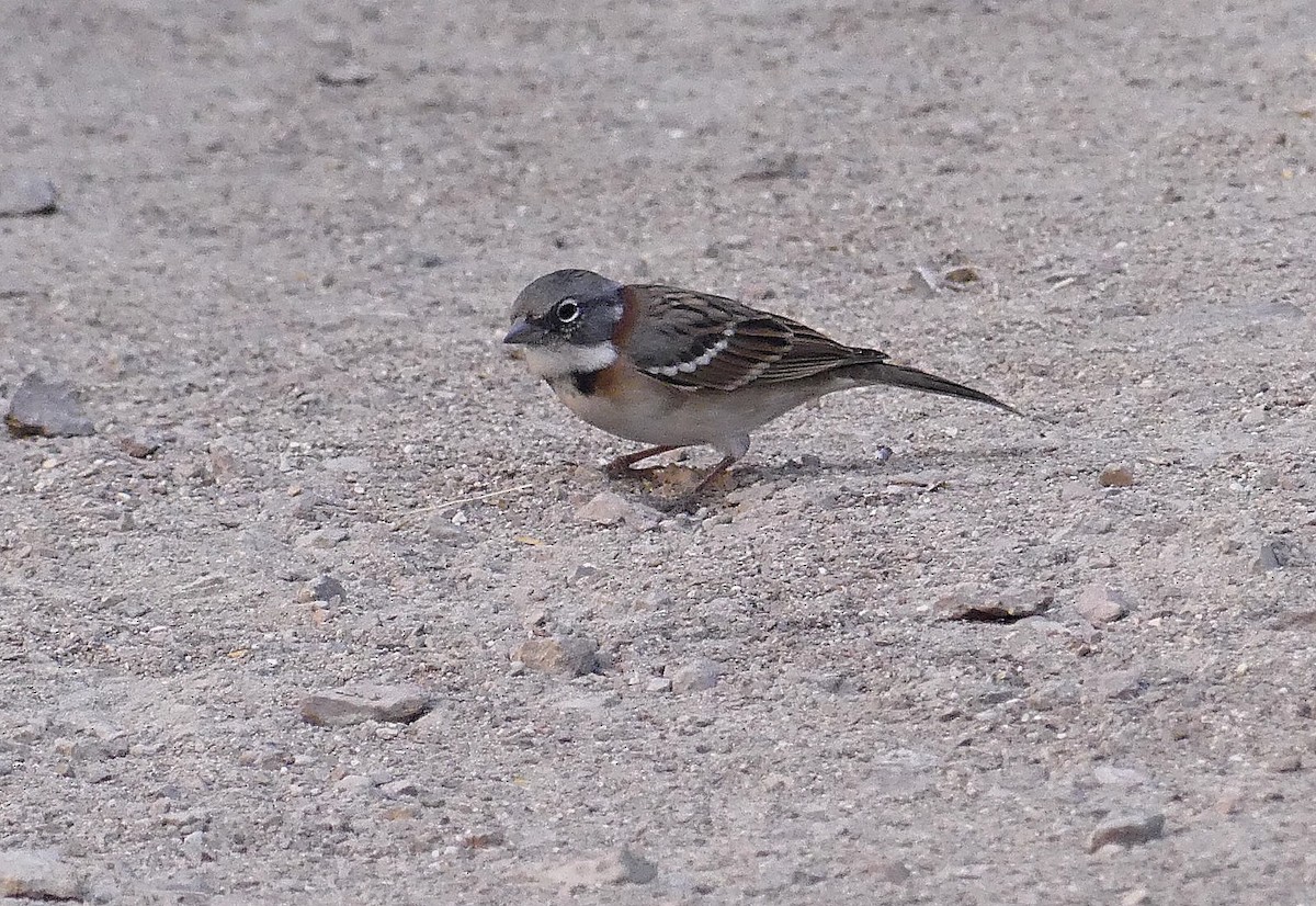 Rufous-collared Sparrow - amy pickering