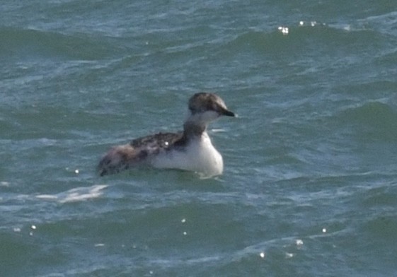 Horned Grebe - ML616691513