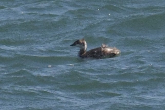 Horned Grebe - Christopher Veale