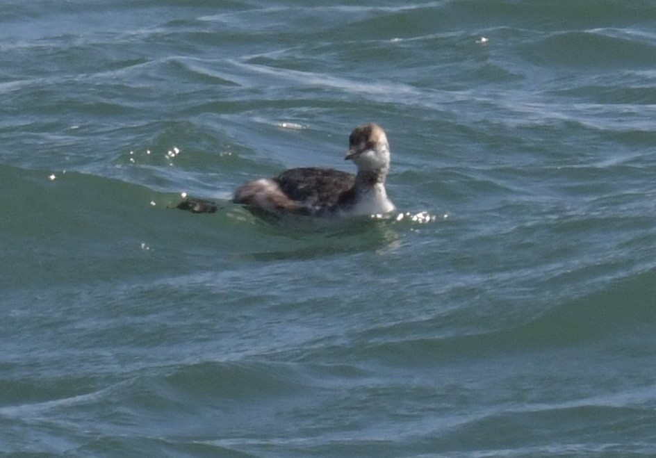 Horned Grebe - ML616691516