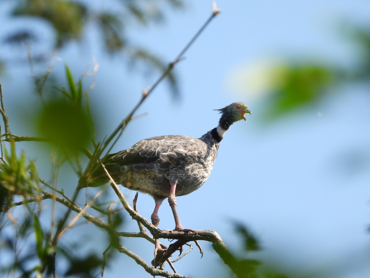 Southern Screamer - ML616691530