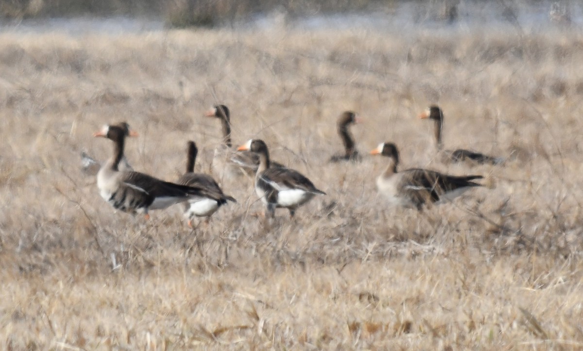 Greater White-fronted Goose - ML616691531