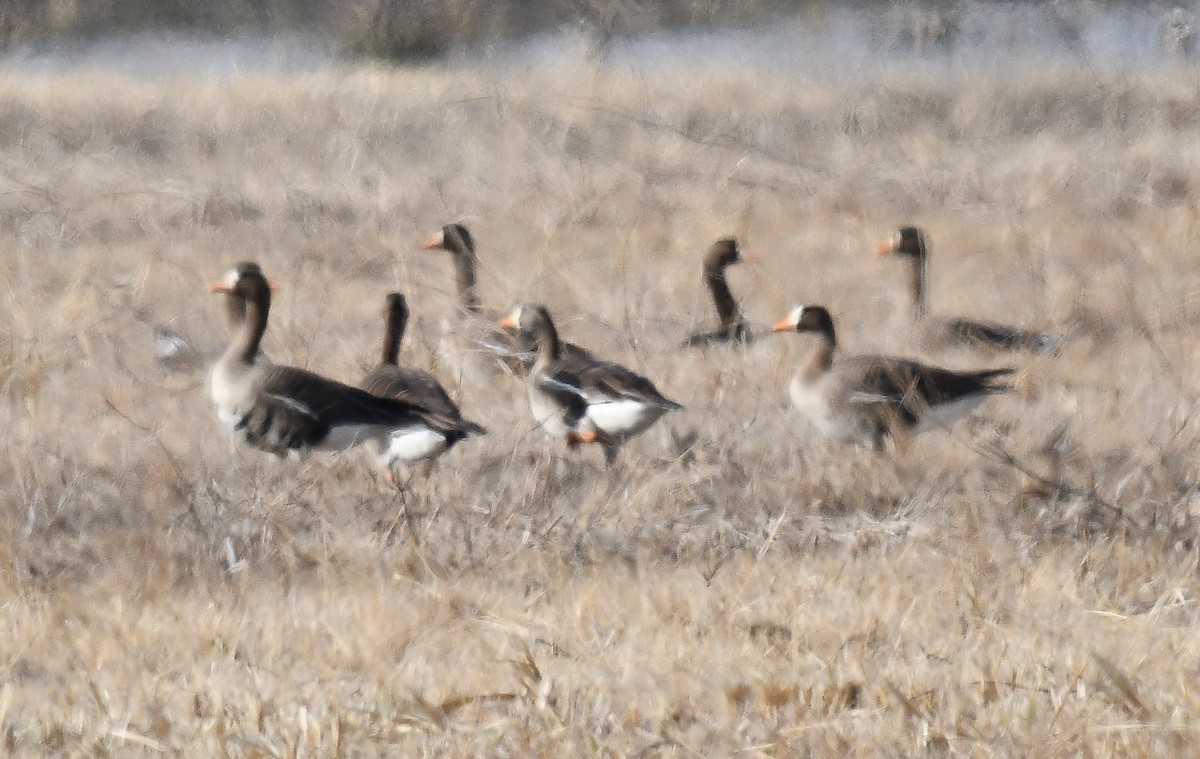 Greater White-fronted Goose - ML616691534