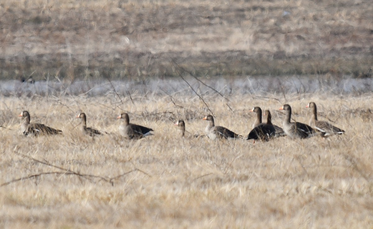 Greater White-fronted Goose - ML616691535