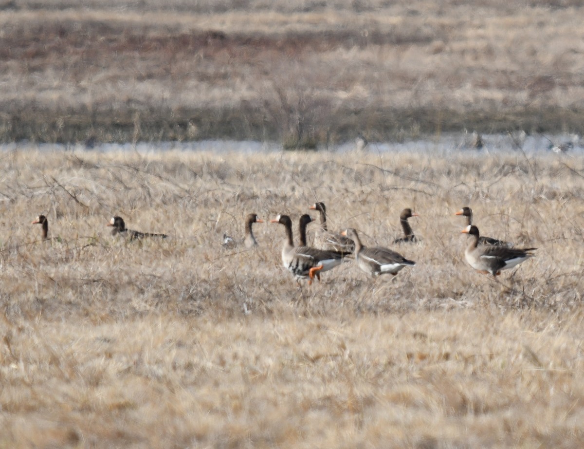 Greater White-fronted Goose - ML616691538