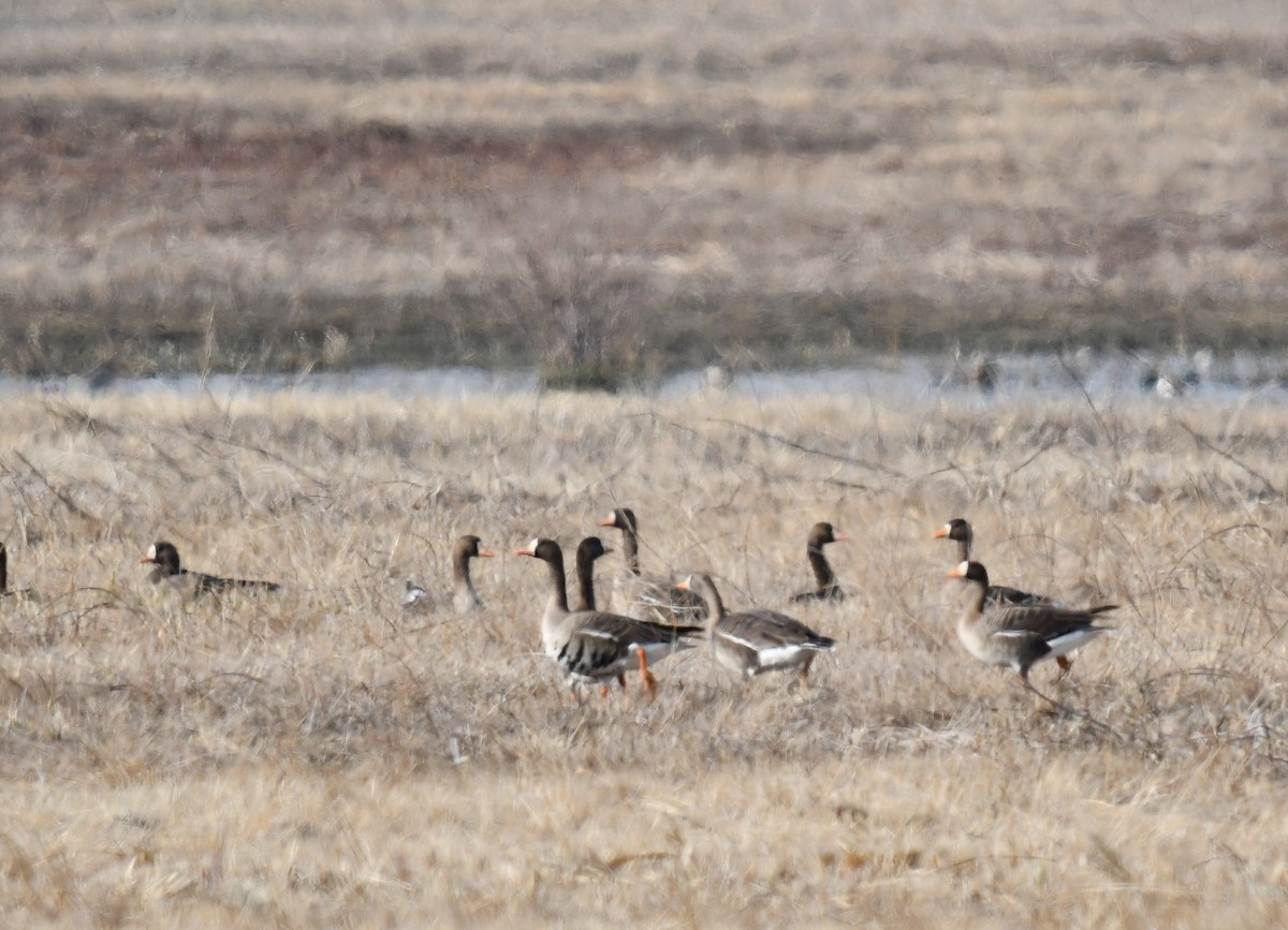 Greater White-fronted Goose - ML616691539