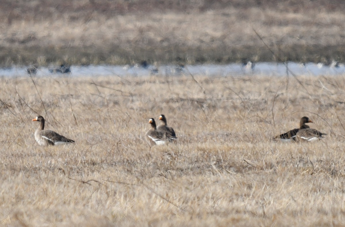 Greater White-fronted Goose - ML616691540