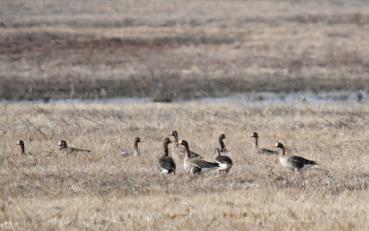 Greater White-fronted Goose - ML616691541