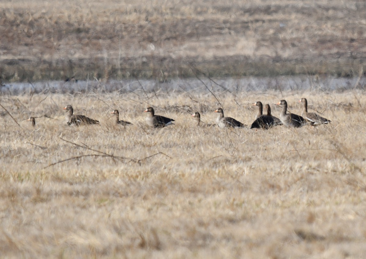 Greater White-fronted Goose - ML616691543