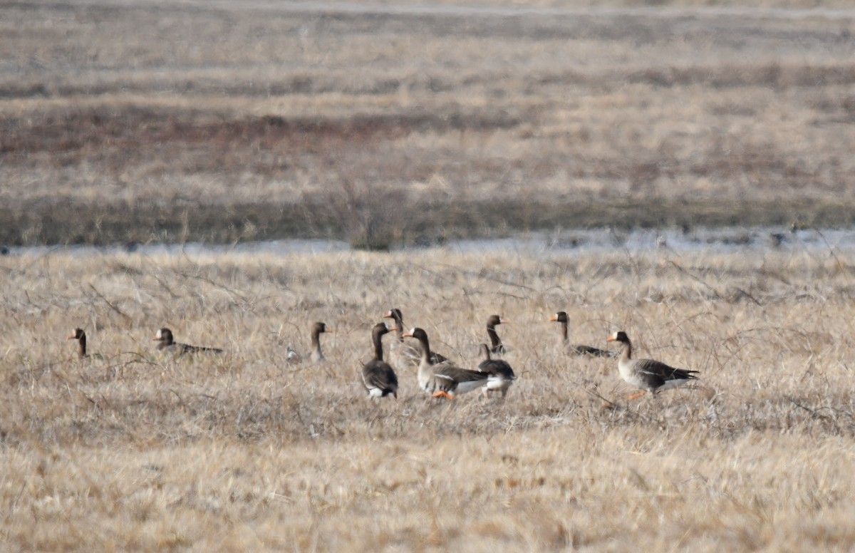 Greater White-fronted Goose - ML616691544