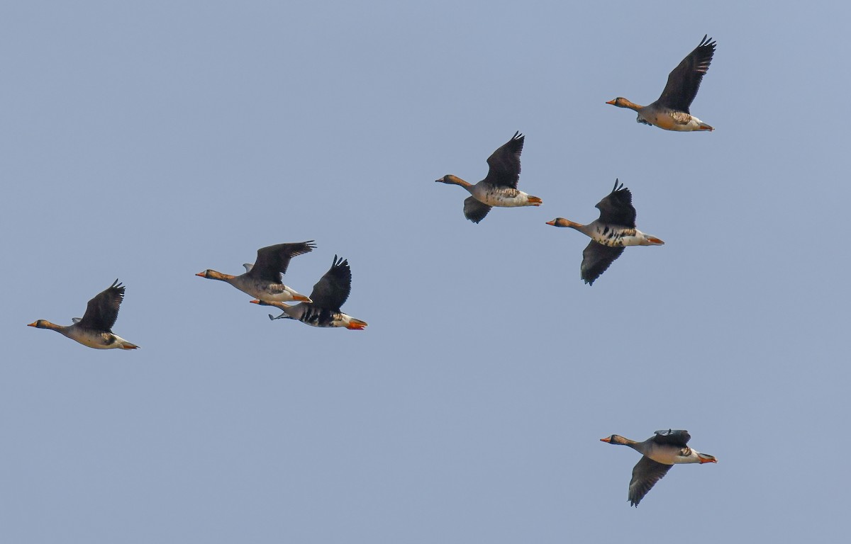Greater White-fronted Goose - ML616691546