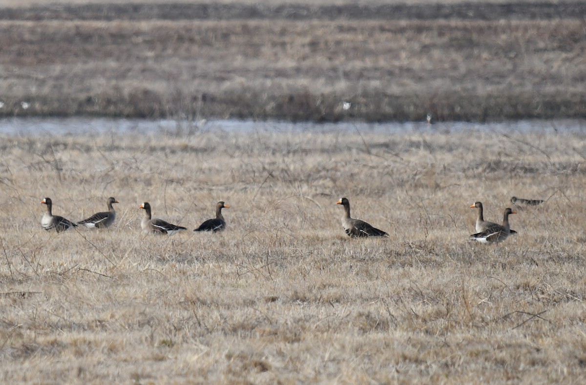 Greater White-fronted Goose - ML616691547