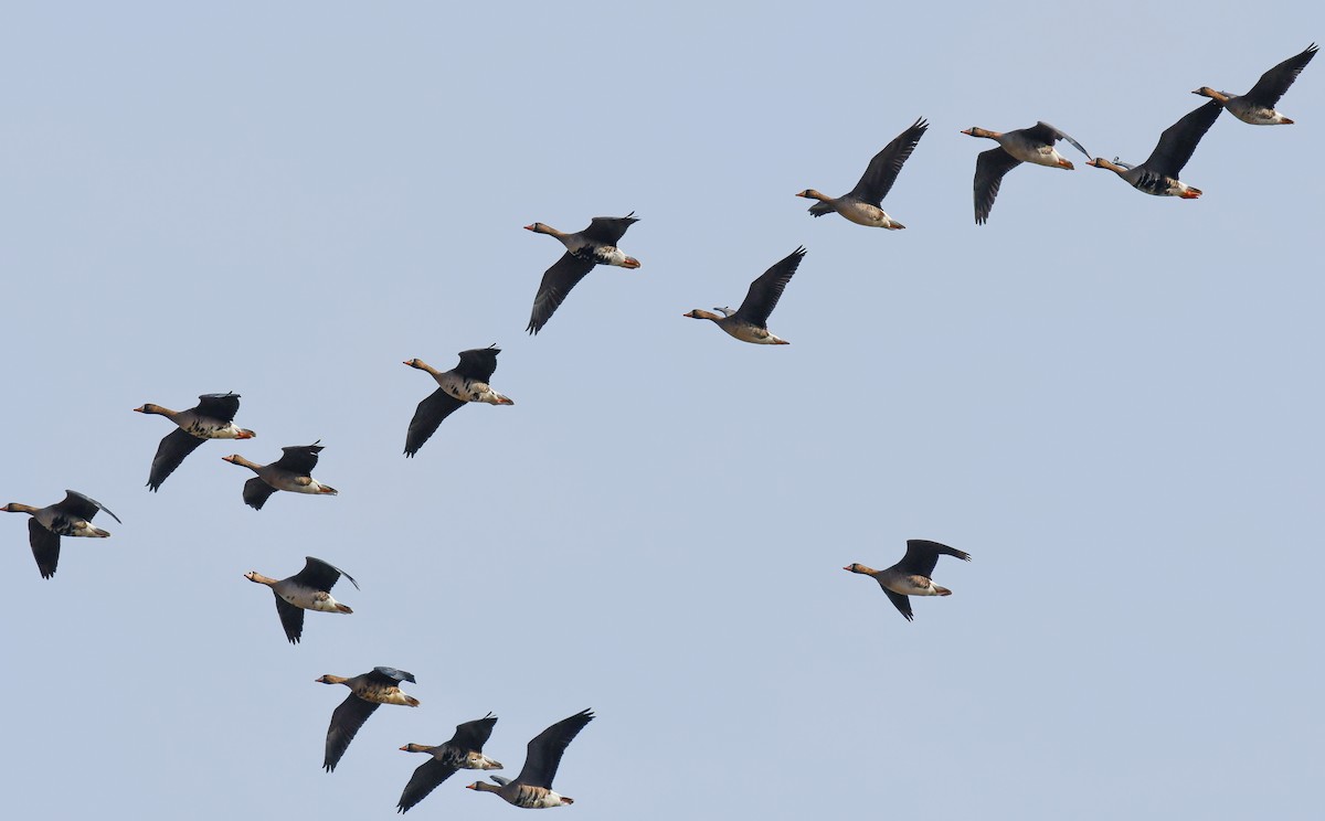 Greater White-fronted Goose - ML616691548