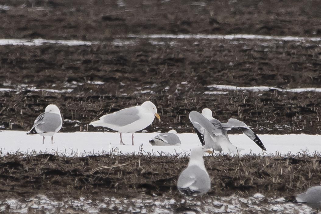 Glaucous Gull - Walker Kele