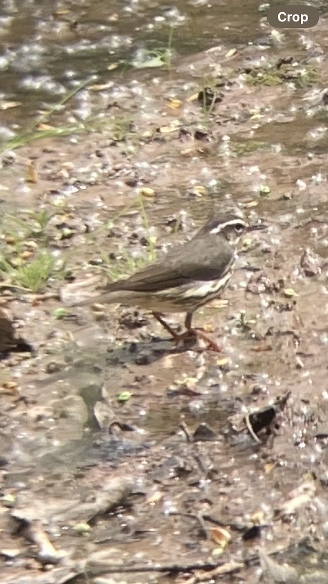 Louisiana Waterthrush - ML616691648
