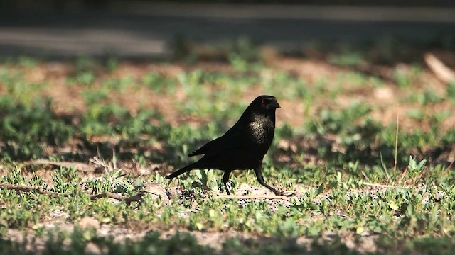 Bronzed Cowbird - ML616691766