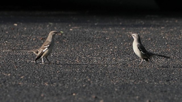 Northern Mockingbird - ML616691775