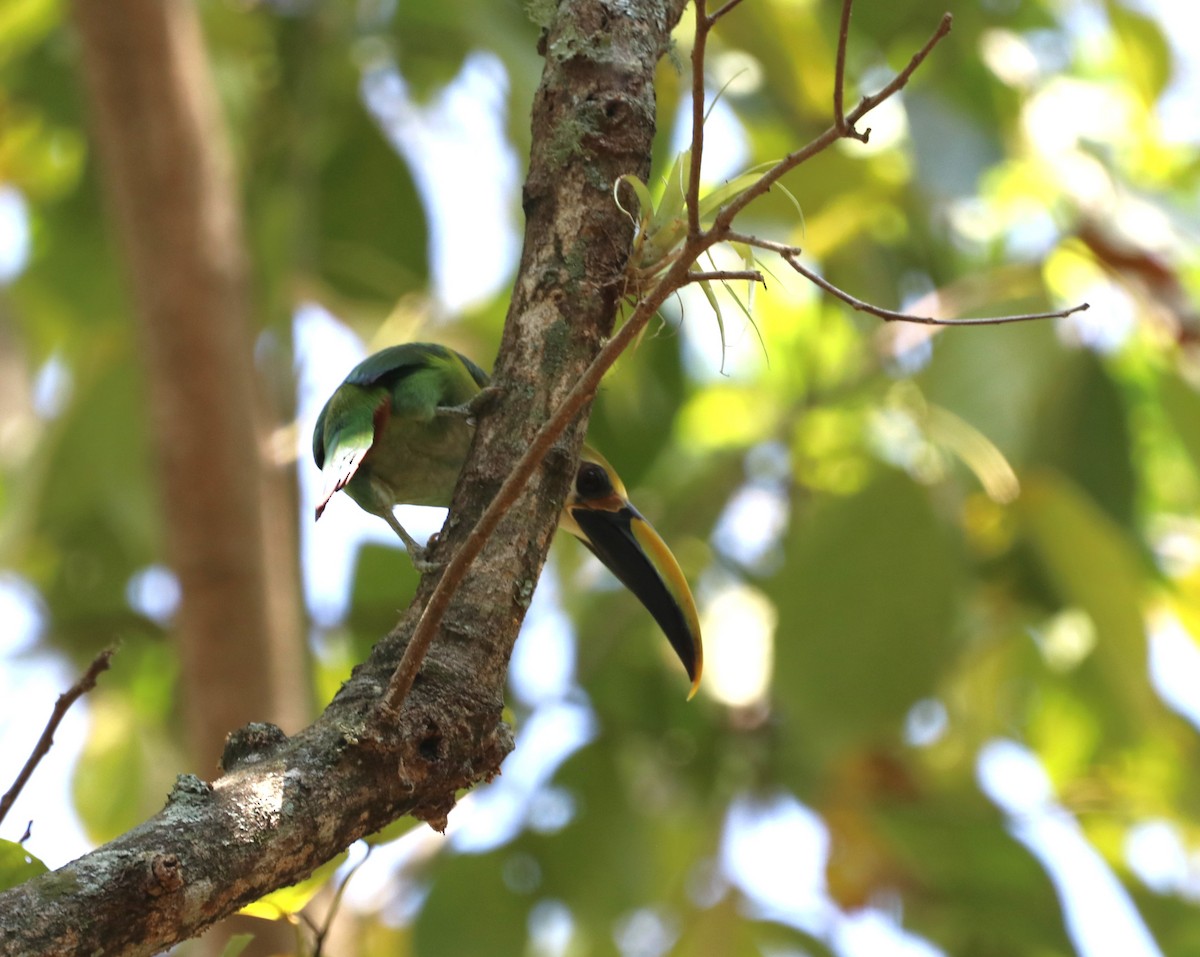 Northern Emerald-Toucanet (Wagler's) - Matt Baumann