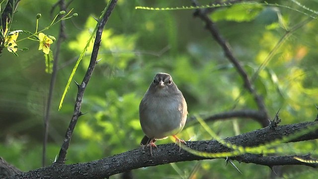 Olive Sparrow - ML616691802