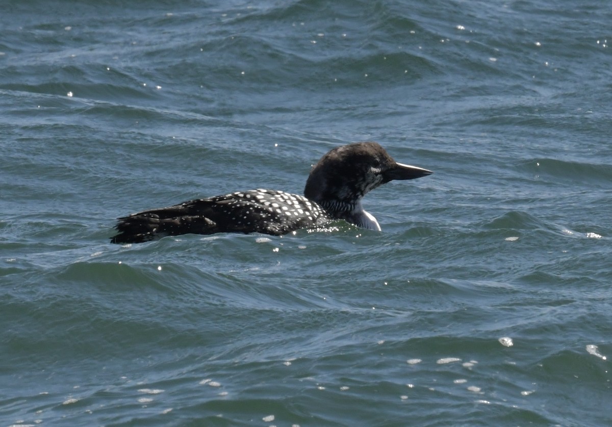 Common Loon - ML616691817