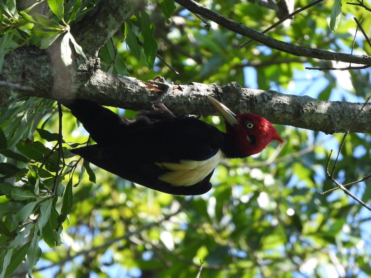 Cream-backed Woodpecker - Haydee Huwel